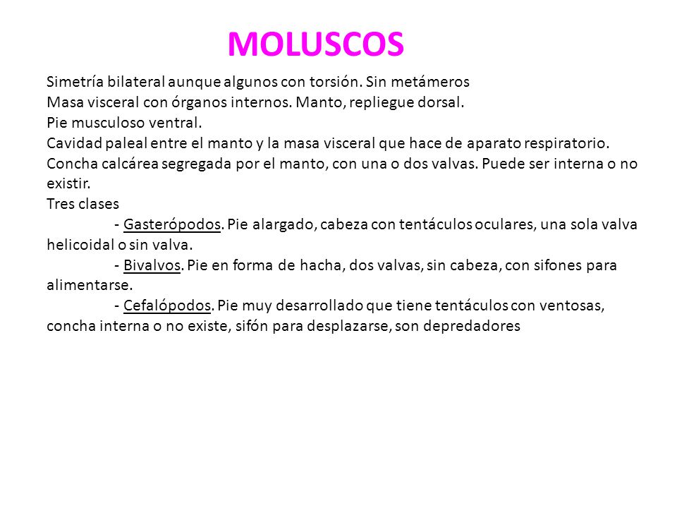 MOLUSCOS Simetría bilateral aunque algunos con torsión. Sin metámeros