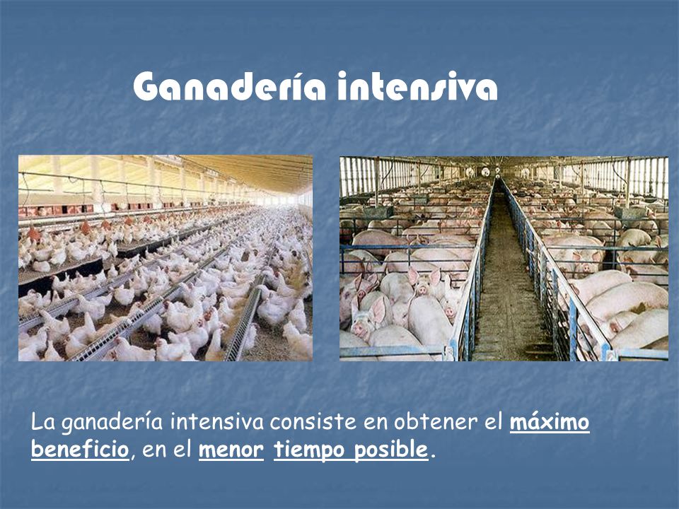Ganadería intensiva La ganadería intensiva consiste en obtener el máximo beneficio, en el menor tiempo posible.