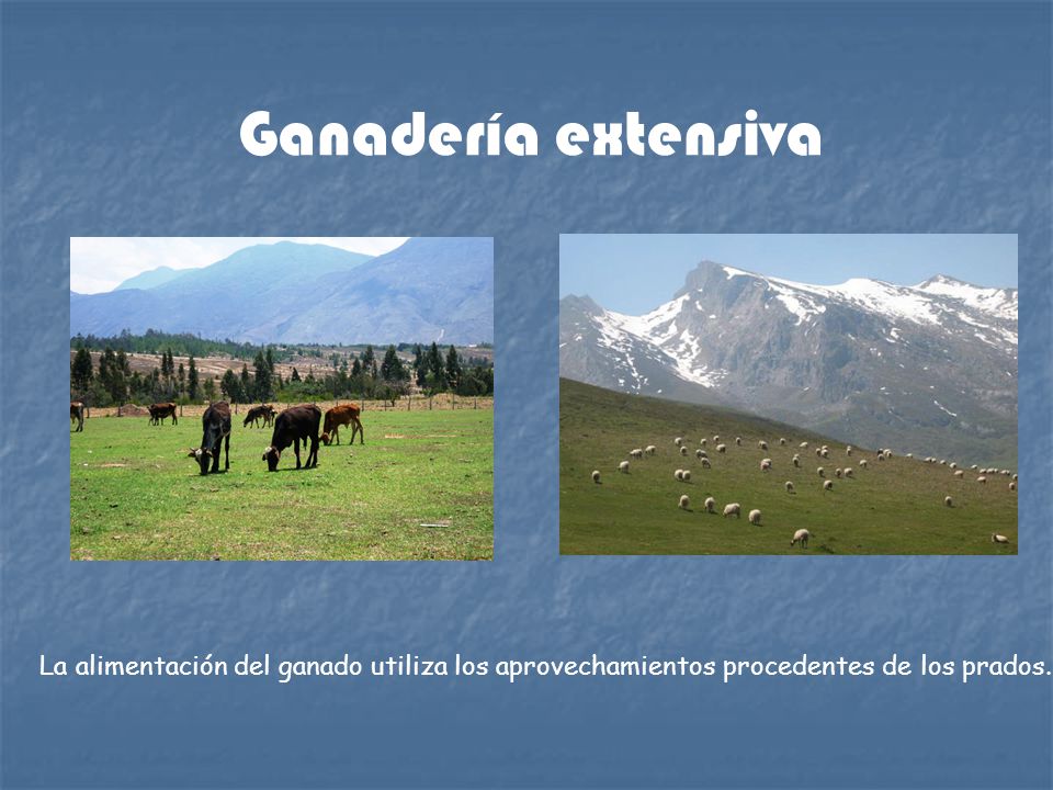 Ganadería extensiva La alimentación del ganado utiliza los aprovechamientos procedentes de los prados.
