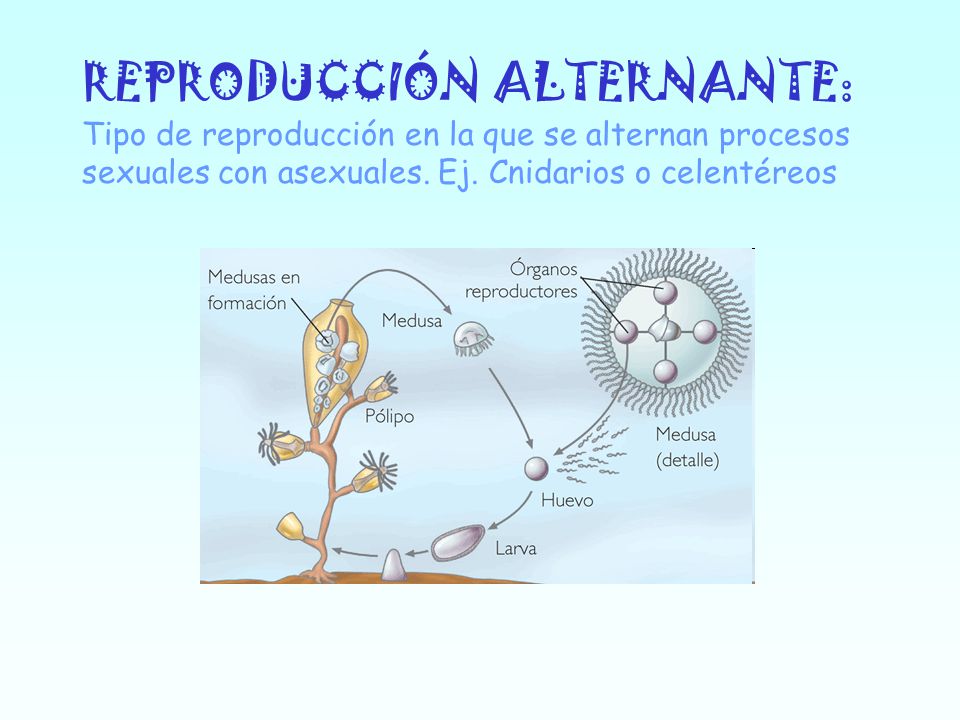 REPRODUCCIÓN ALTERNANTE: Tipo de reproducción en la que se alternan procesos sexuales con asexuales.