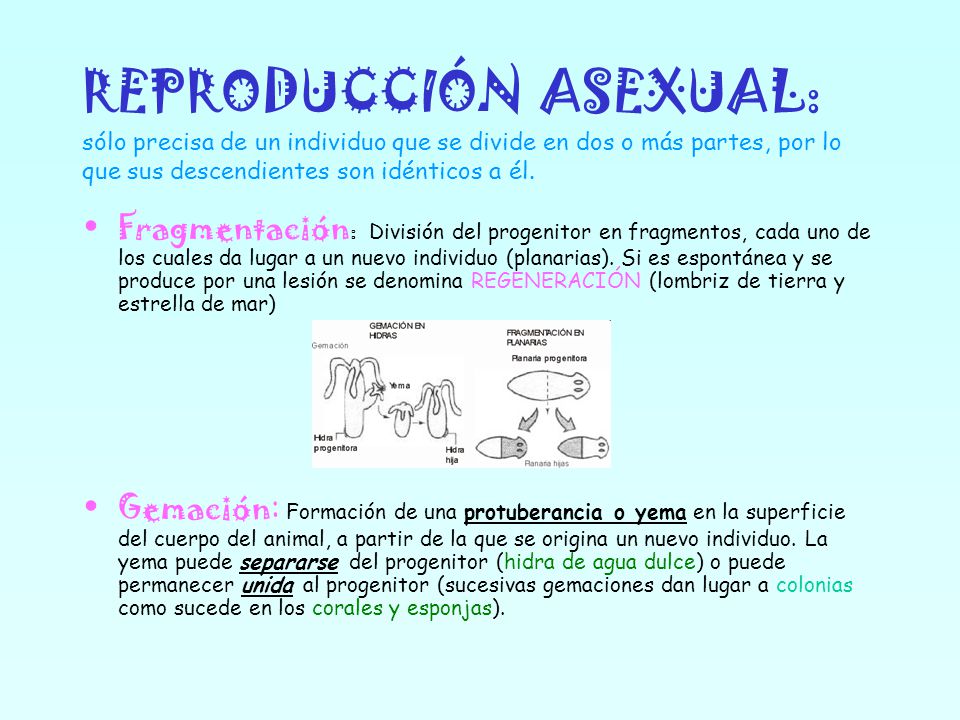 REPRODUCCIÓN ASEXUAL: sólo precisa de un individuo que se divide en dos o más partes, por lo que sus descendientes son idénticos a él.