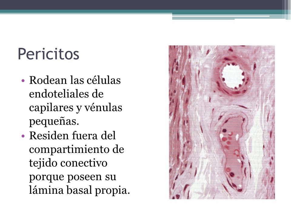 Pericitos Rodean las células endoteliales de capilares y vénulas pequeñas.