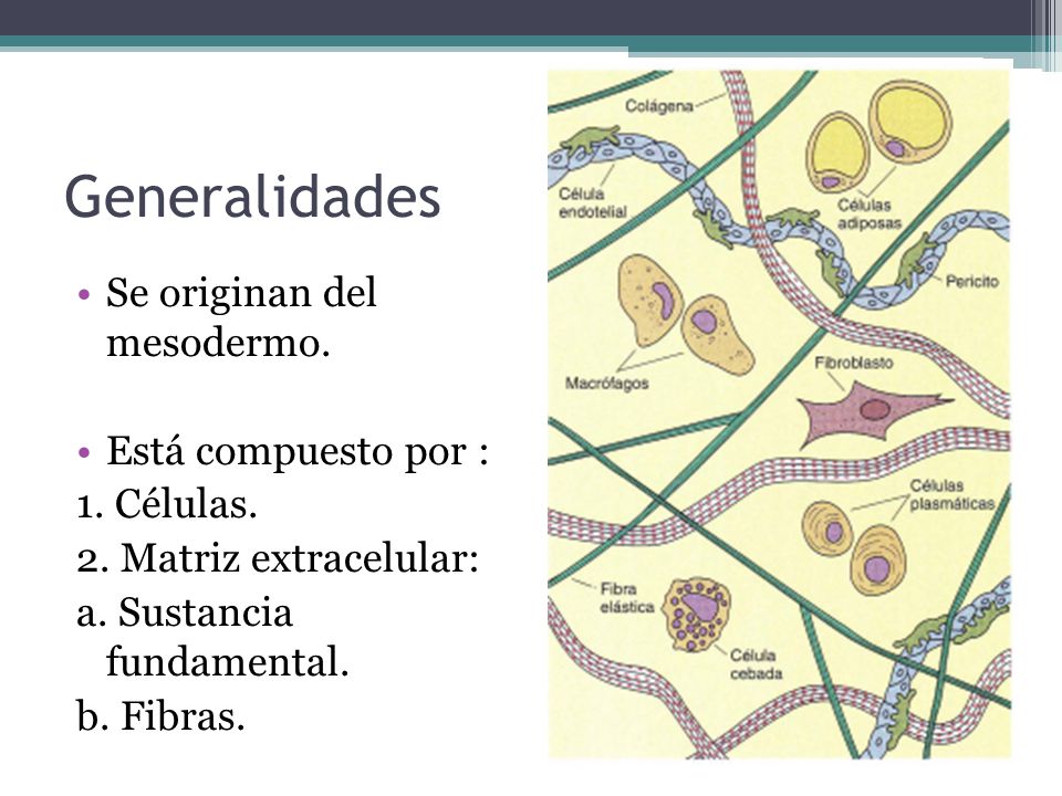 Generalidades Se originan del mesodermo. Está compuesto por :