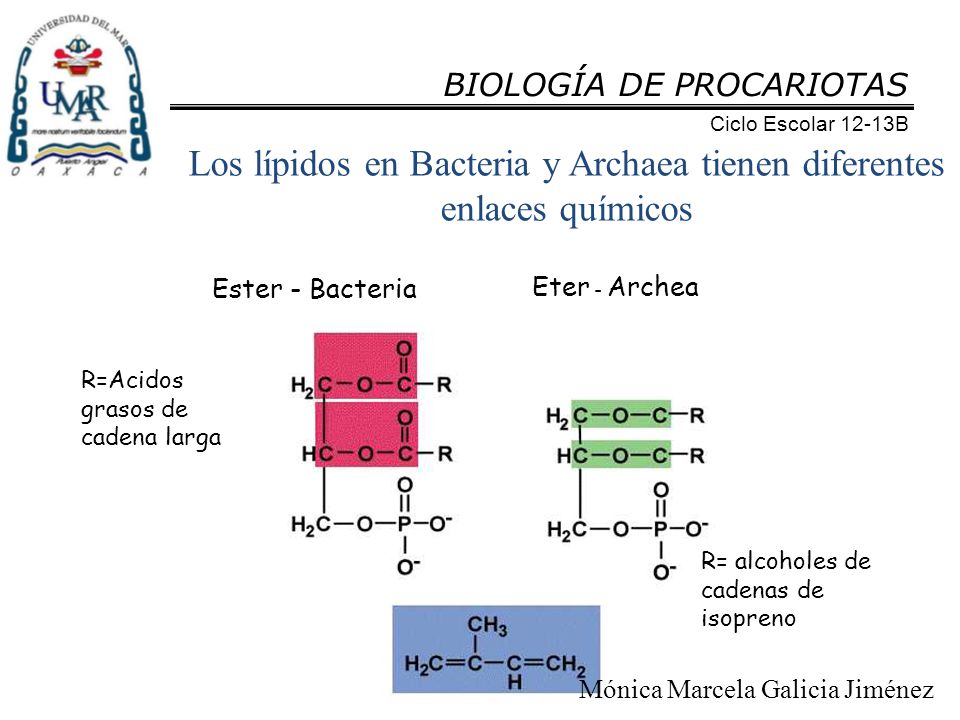 Los lípidos en Bacteria y Archaea tienen diferentes enlaces químicos