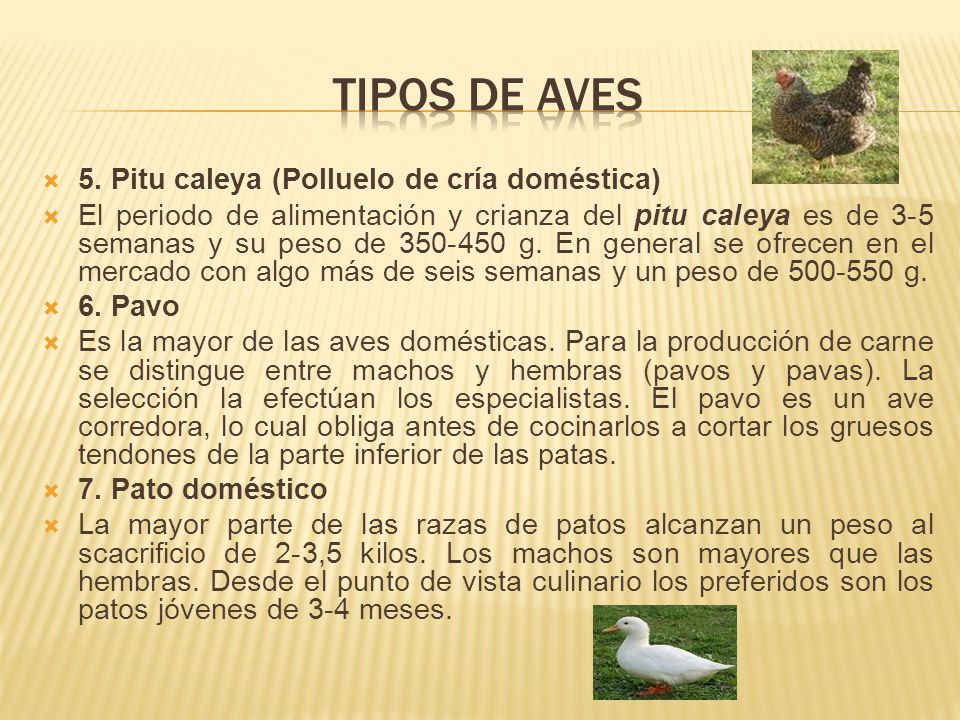 TIPOS DE AVES 5. Pitu caleya (Polluelo de cría doméstica)