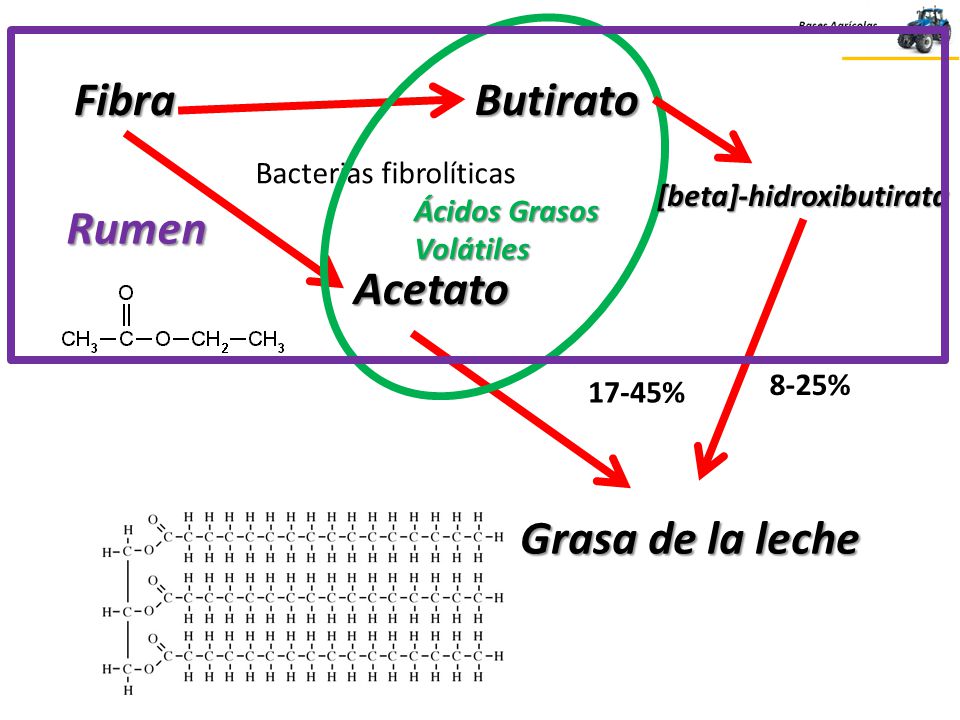 Fibra Butirato Rumen Acetato Grasa de la leche Bacterias fibrolíticas