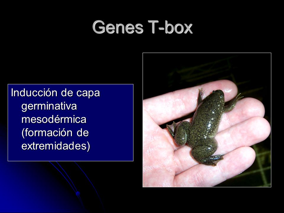 Genes T-box Inducción de capa germinativa mesodérmica (formación de extremidades)