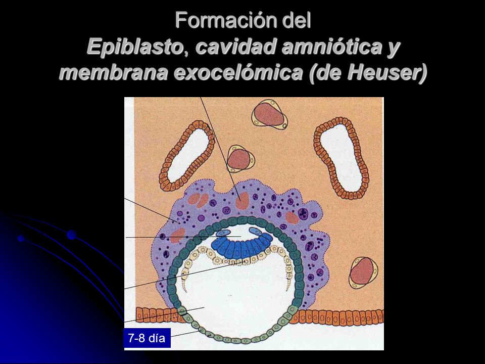Formación del Epiblasto, cavidad amniótica y membrana exocelómica (de Heuser)