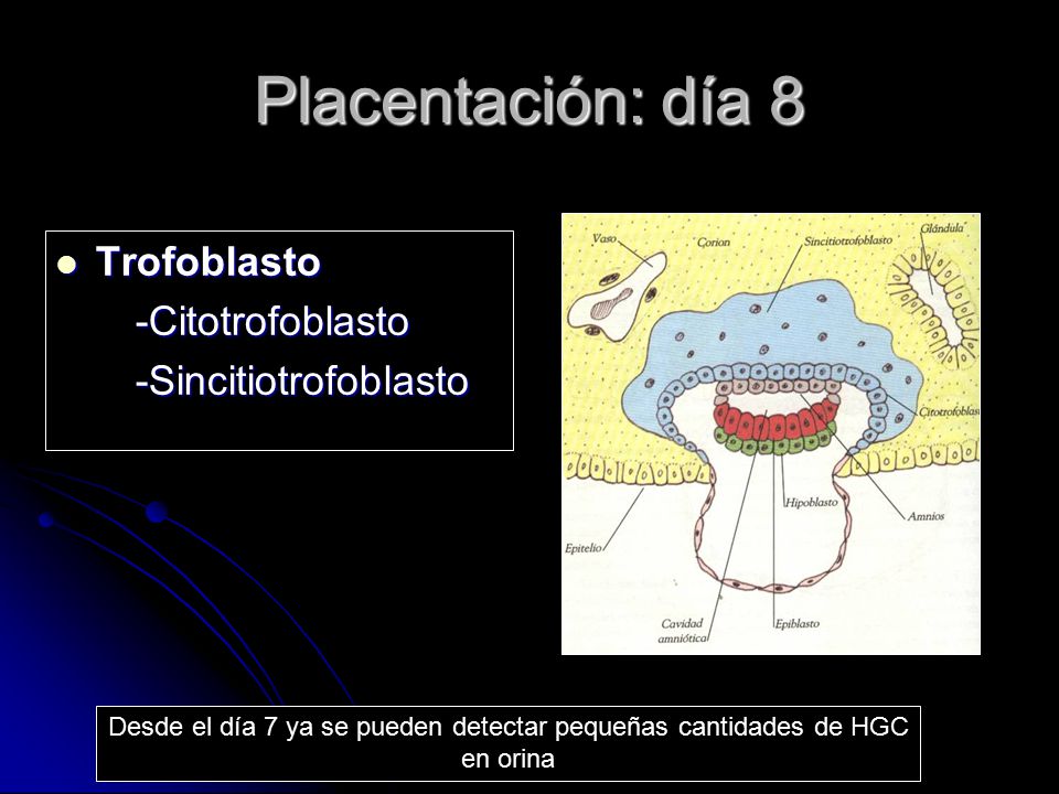 Desde el día 7 ya se pueden detectar pequeñas cantidades de HGC