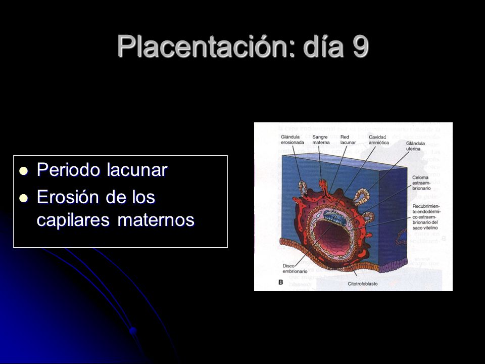 Placentación: día 9 Periodo lacunar Erosión de los capilares maternos