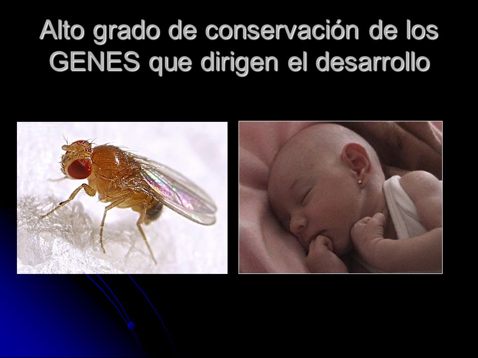 Alto grado de conservación de los GENES que dirigen el desarrollo