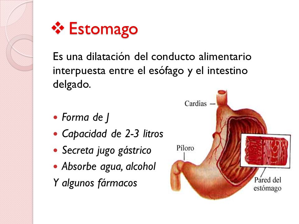 Estomago Es una dilatación del conducto alimentario interpuesta entre el esófago y el intestino delgado.
