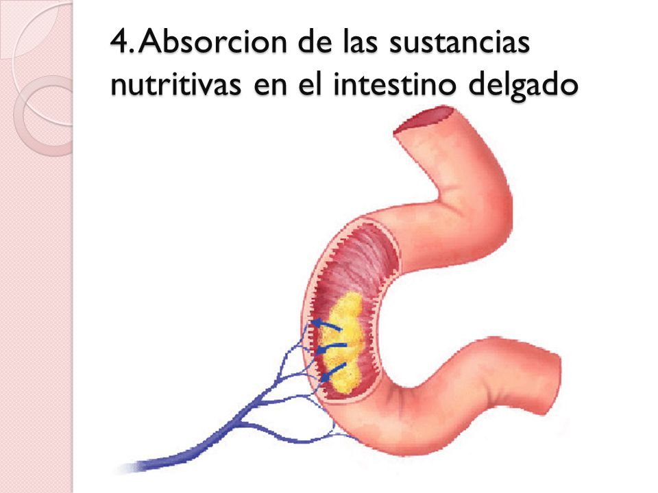 4. Absorcion de las sustancias nutritivas en el intestino delgado