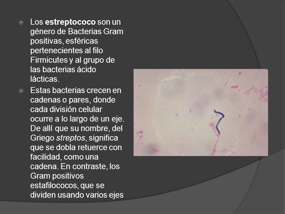 Los estreptococo son un género de Bacterias Gram positivas, esféricas pertenecientes al filo Firmicutes y al grupo de las bacterias ácido lácticas.