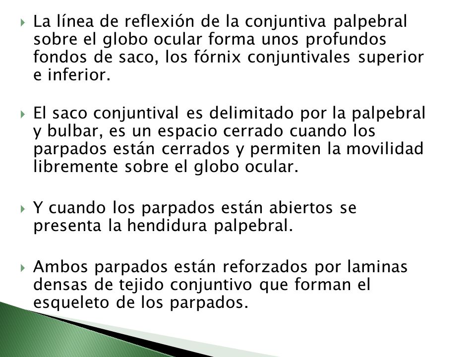 La línea de reflexión de la conjuntiva palpebral sobre el globo ocular forma unos profundos fondos de saco, los fórnix conjuntivales superior e inferior.