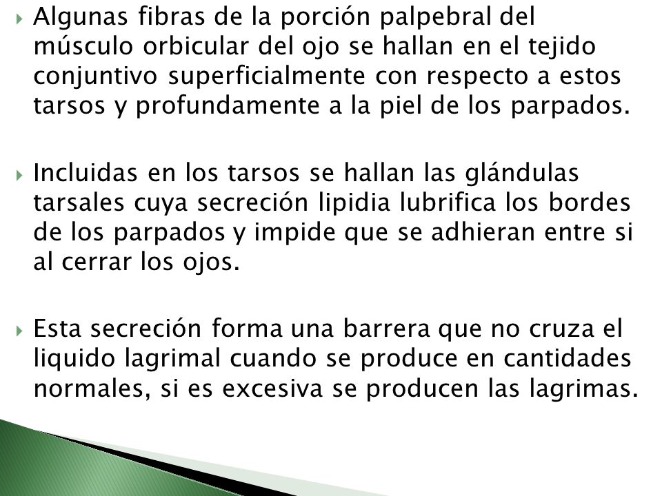 Algunas fibras de la porción palpebral del músculo orbicular del ojo se hallan en el tejido conjuntivo superficialmente con respecto a estos tarsos y profundamente a la piel de los parpados.