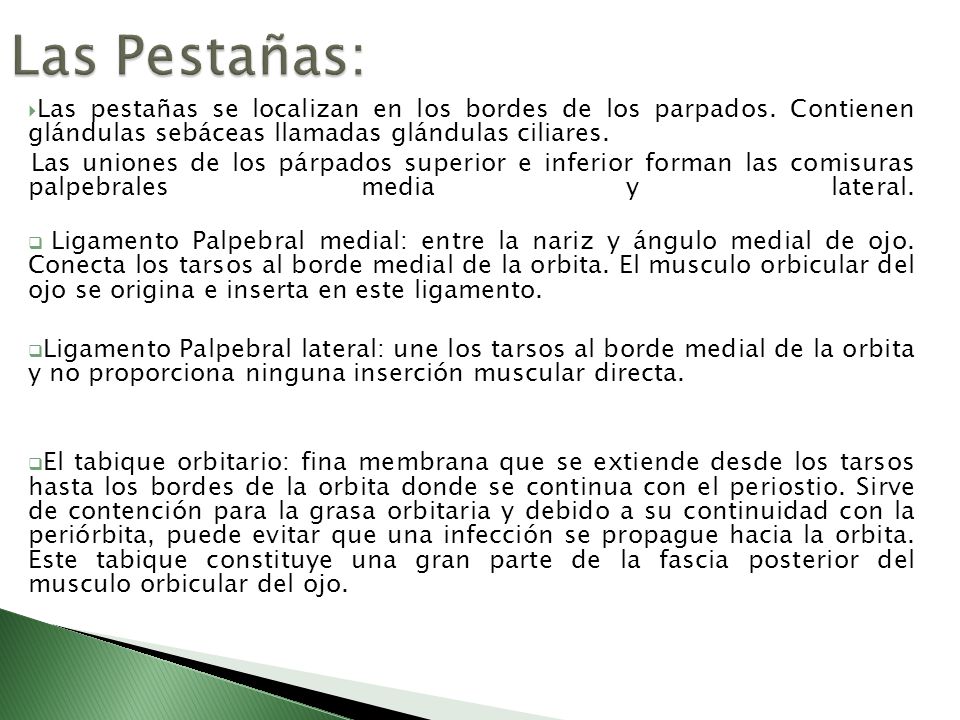 Las Pestañas: Las pestañas se localizan en los bordes de los parpados. Contienen glándulas sebáceas llamadas glándulas ciliares.