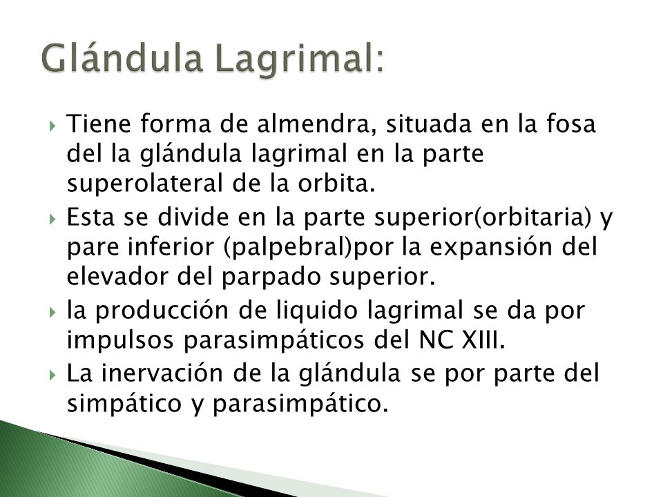 Glándula Lagrimal: Tiene forma de almendra, situada en la fosa del la glándula lagrimal en la parte superolateral de la orbita.