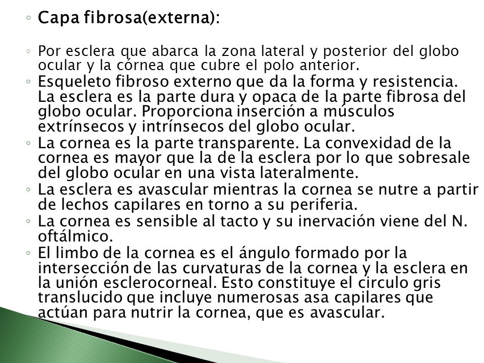 Capa fibrosa(externa):