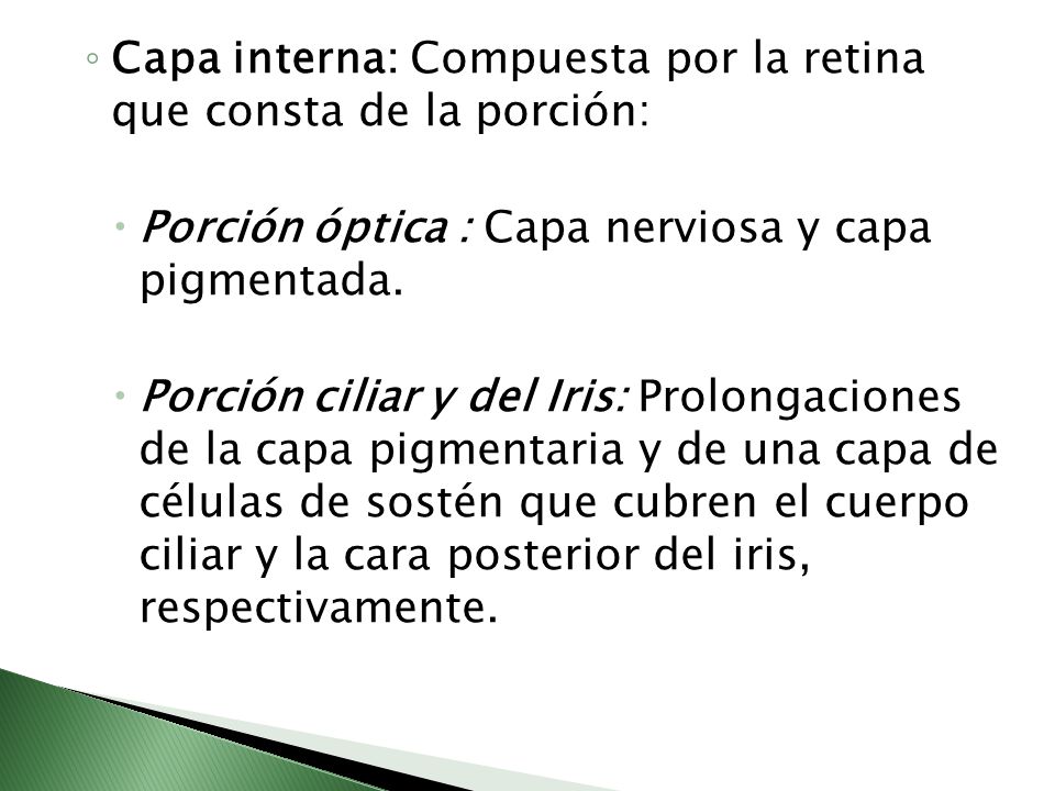 Capa interna: Compuesta por la retina que consta de la porción: