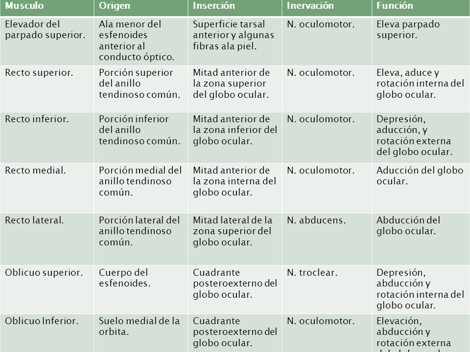Musculo Origen. Inserción. Inervación. Función. Elevador del parpado superior. Ala menor del esfenoides anterior al conducto óptico.