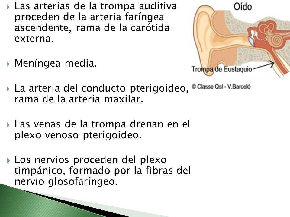 Las arterias de la trompa auditiva proceden de la arteria faríngea ascendente, rama de la carótida externa.