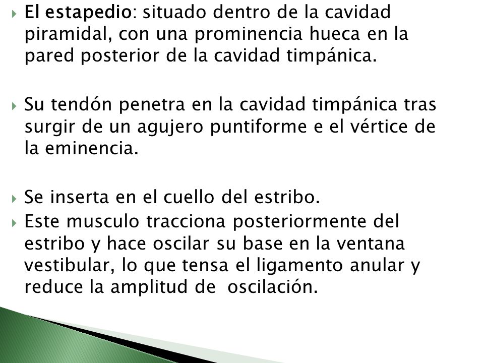 El estapedio: situado dentro de la cavidad piramidal, con una prominencia hueca en la pared posterior de la cavidad timpánica.