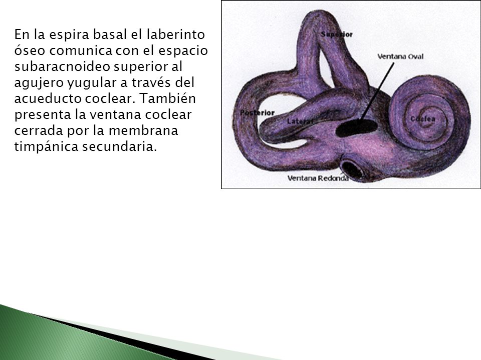 En la espira basal el laberinto óseo comunica con el espacio subaracnoideo superior al agujero yugular a través del acueducto coclear.