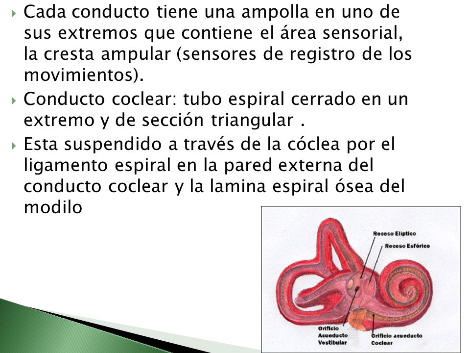Cada conducto tiene una ampolla en uno de sus extremos que contiene el área sensorial, la cresta ampular (sensores de registro de los movimientos).