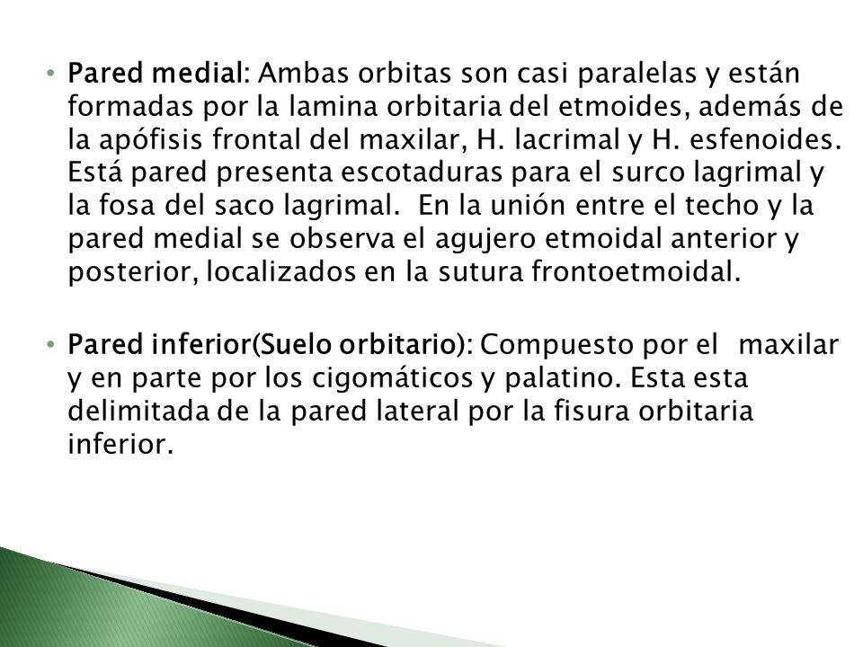 Pared medial: Ambas orbitas son casi paralelas y están formadas por la lamina orbitaria del etmoides, además de la apófisis frontal del maxilar, H. lacrimal y H. esfenoides. Está pared presenta escotaduras para el surco lagrimal y la fosa del saco lagrimal. En la unión entre el techo y la pared medial se observa el agujero etmoidal anterior y posterior, localizados en la sutura frontoetmoidal.