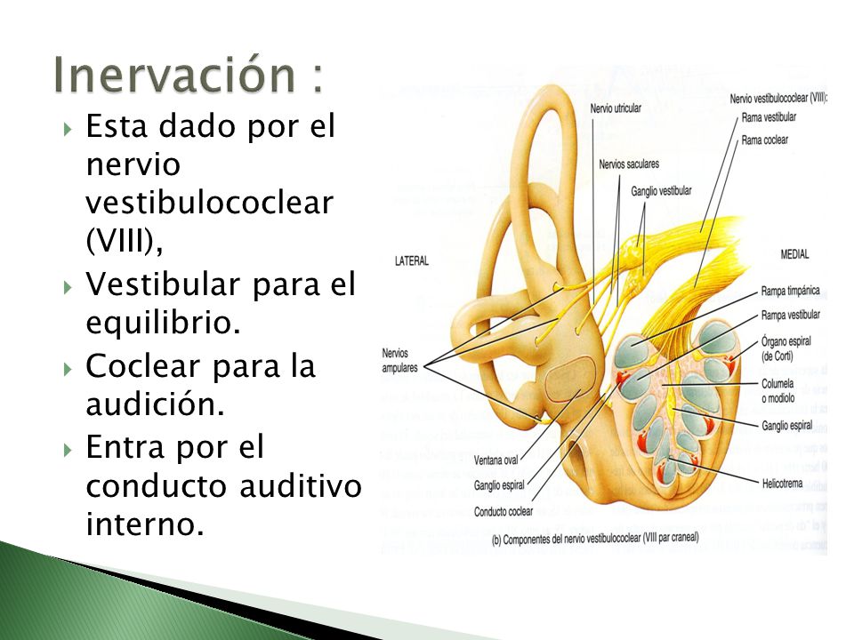 Inervación : Esta dado por el nervio vestibulococlear (VIII),