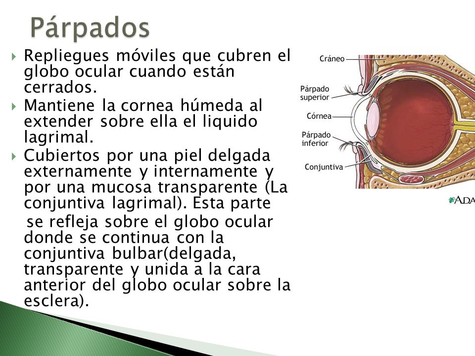 Párpados Repliegues móviles que cubren el globo ocular cuando están cerrados.