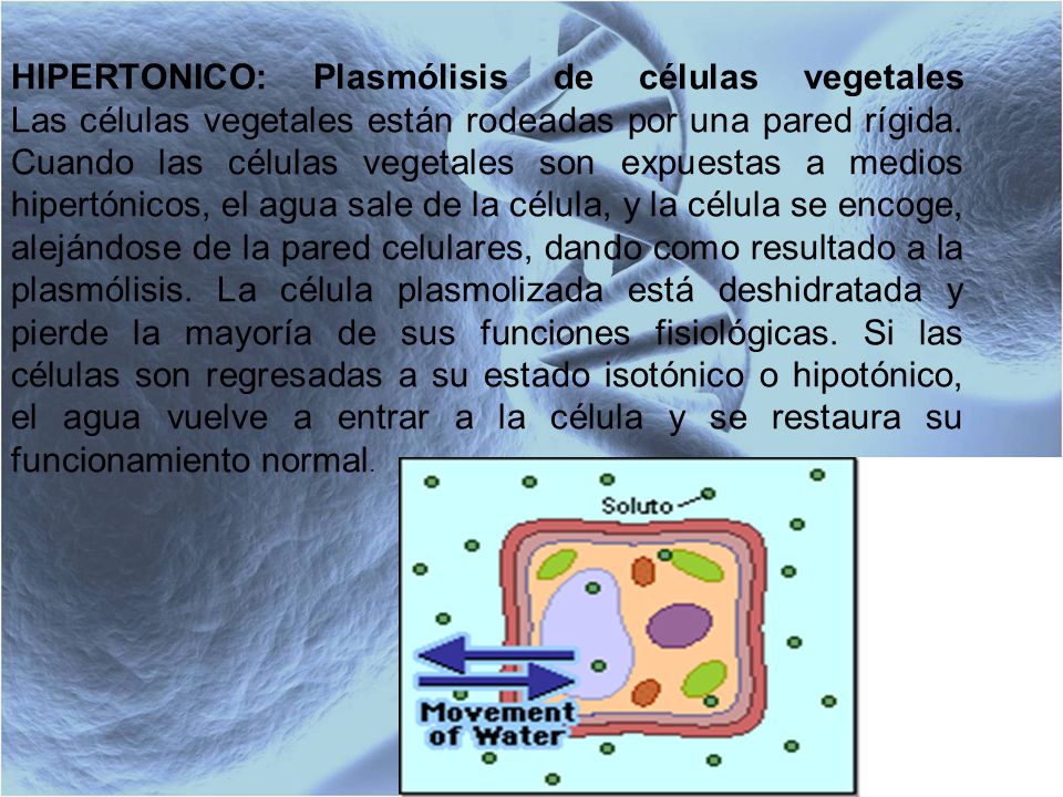 HIPERTONICO: Plasmólisis de células vegetales Las células vegetales están rodeadas por una pared rígida.