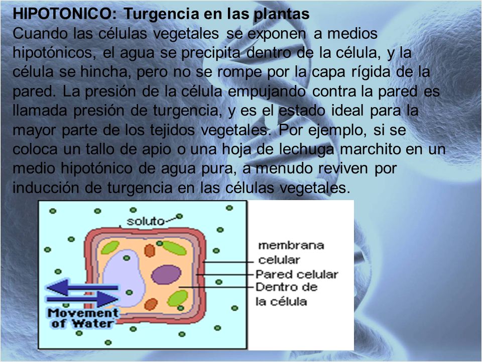 HIPOTONICO: Turgencia en las plantas Cuando las células vegetales se exponen a medios hipotónicos, el agua se precipita dentro de la célula, y la célula se hincha, pero no se rompe por la capa rígida de la pared.