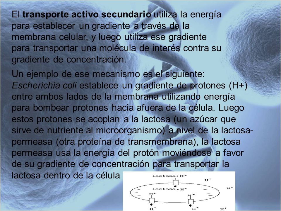 El transporte activo secundario utiliza la energía para establecer un gradiente a través de la membrana celular, y luego utiliza ese gradiente para transportar una molécula de interés contra su gradiente de concentración.