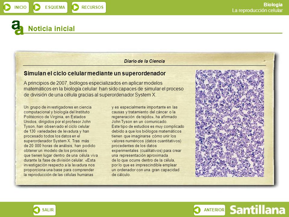 Noticia inicial Simulan el ciclo celular mediante un superordenador