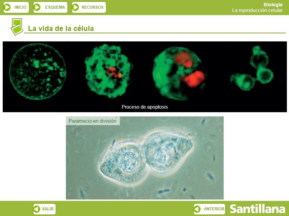La vida de la célula Proceso de apoptosis Paramecio en división