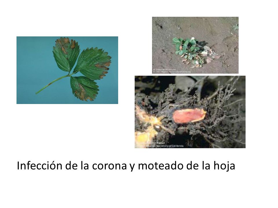 Infección de la corona y moteado de la hoja