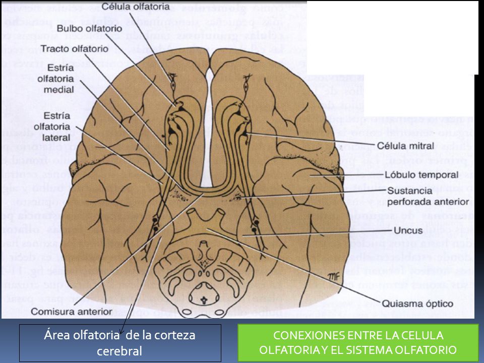 Área olfatoria de la corteza cerebral