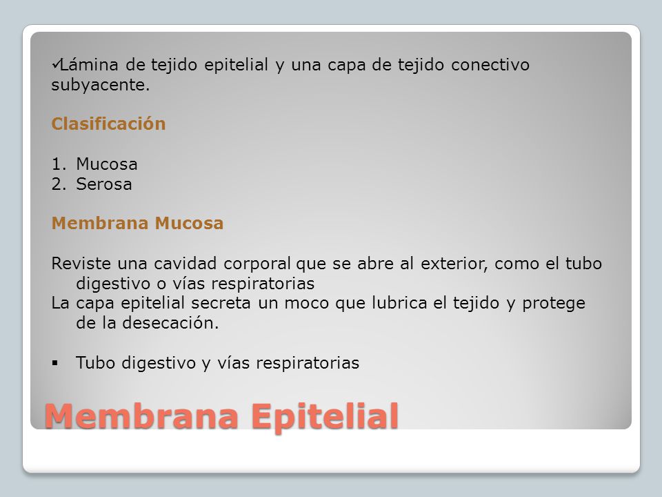 Lámina de tejido epitelial y una capa de tejido conectivo subyacente.