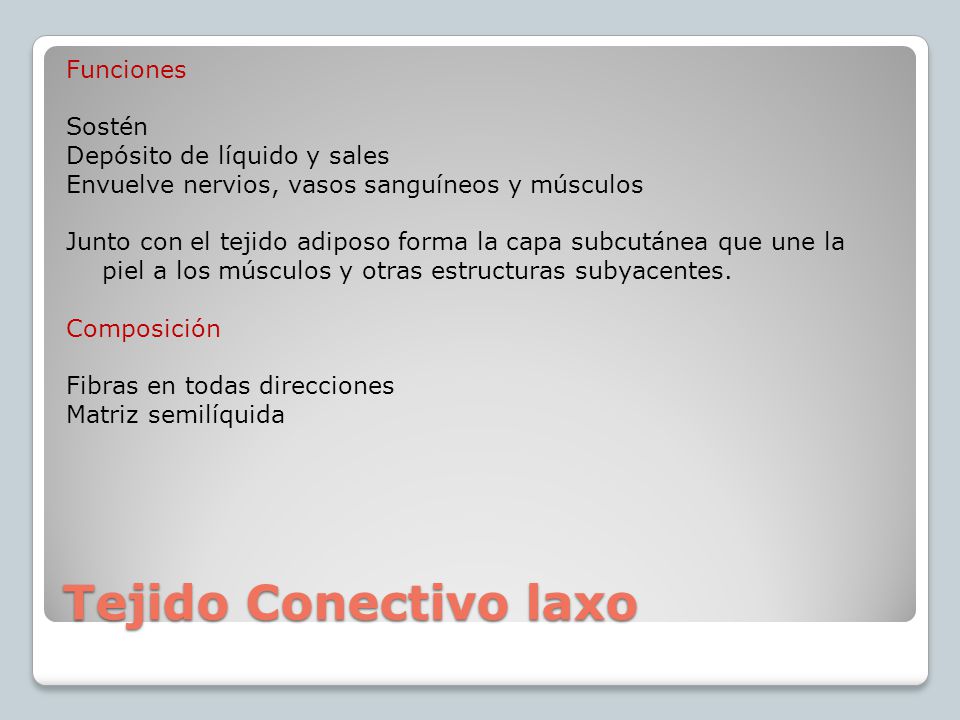 Tejido Conectivo laxo Funciones Sostén Depósito de líquido y sales