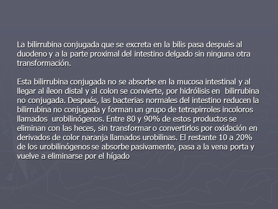 La bilirrubina conjugada que se excreta en la bilis pasa después al duodeno y a la parte proximal del intestino delgado sin ninguna otra transformación.
