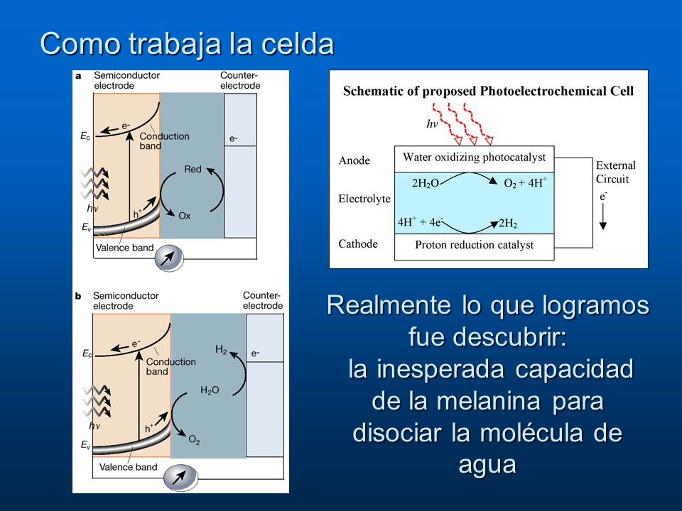 Como trabaja la celda Realmente lo que logramos fue descubrir: la inesperada capacidad de la melanina para disociar la molécula de agua.