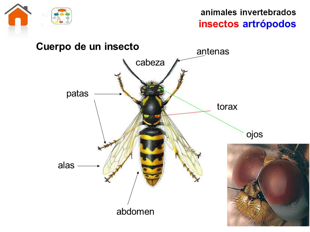 insectos artrópodos Cuerpo de un insecto antenas cabeza patas torax