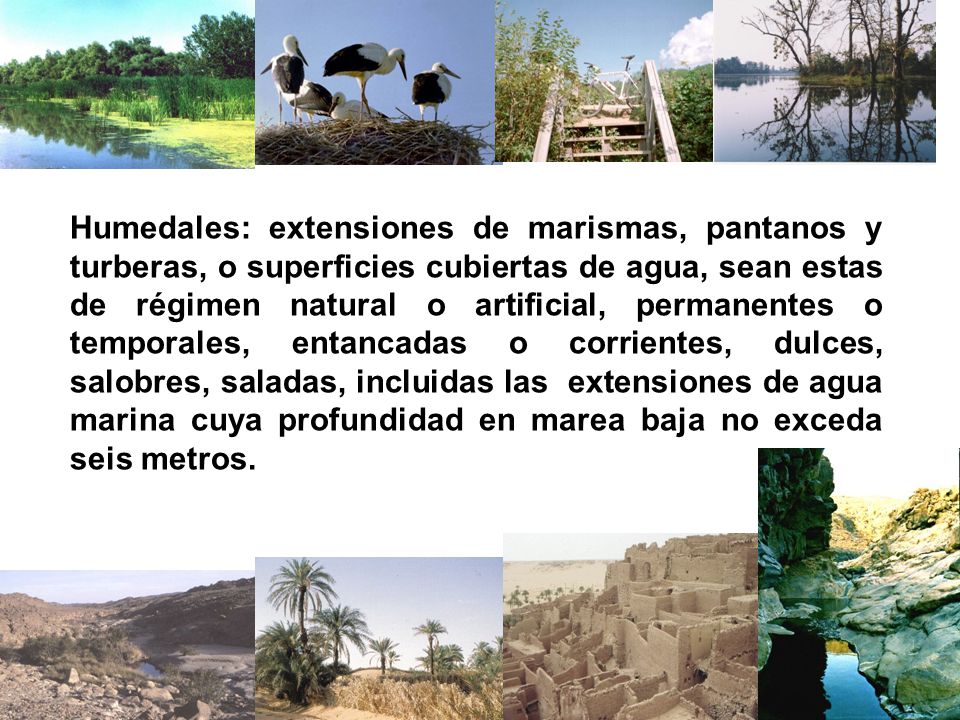 Humedales: extensiones de marismas, pantanos y turberas, o superficies cubiertas de agua, sean estas de régimen natural o artificial, permanentes o temporales, entancadas o corrientes, dulces, salobres, saladas, incluidas las extensiones de agua marina cuya profundidad en marea baja no exceda seis metros.