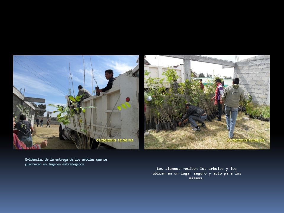 Evidencias de la entrega de los arboles que se plantaran en lugares estratégicos.