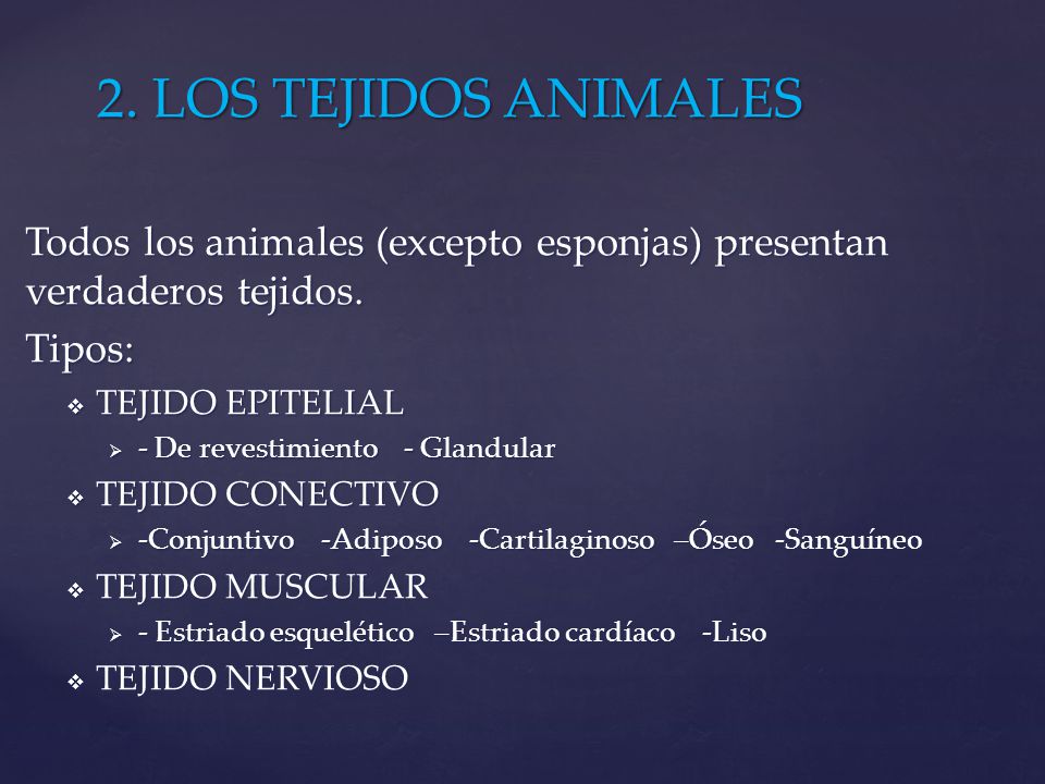 2. LOS TEJIDOS ANIMALES Todos los animales (excepto esponjas) presentan verdaderos tejidos. Tipos: