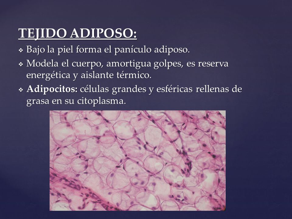 TEJIDO ADIPOSO: Bajo la piel forma el panículo adiposo.