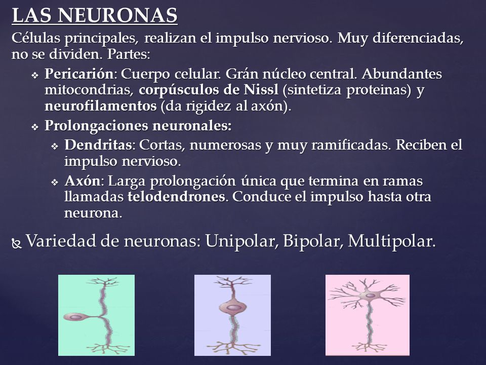 LAS NEURONAS Variedad de neuronas: Unipolar, Bipolar, Multipolar.