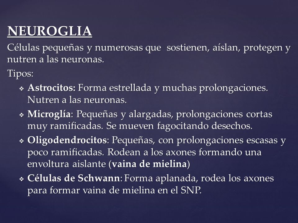NEUROGLIA Células pequeñas y numerosas que sostienen, aíslan, protegen y nutren a las neuronas. Tipos: